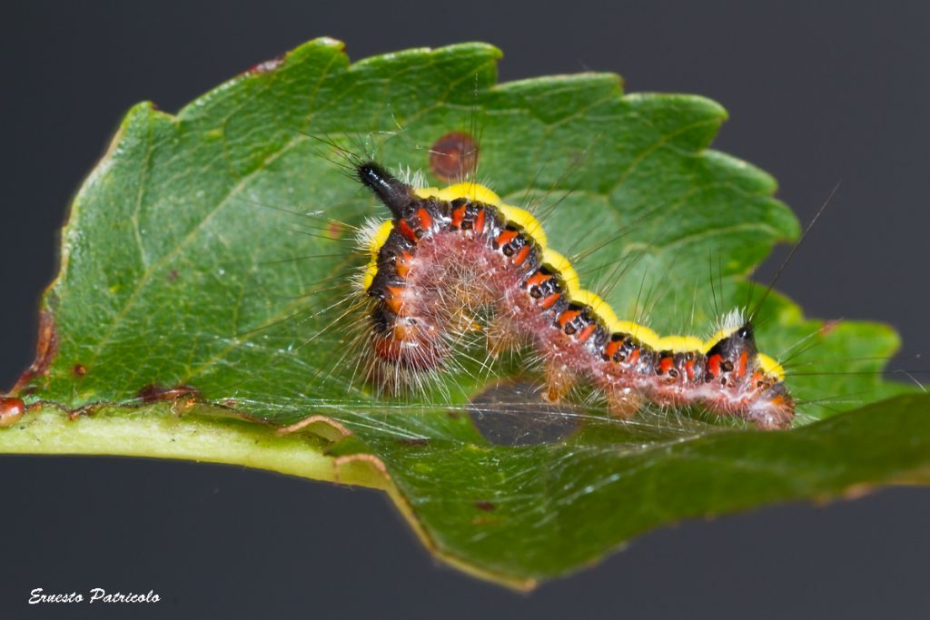 bruco di... Acronicta psi (Noctuidae)